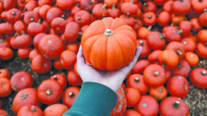 Jesień w kuchni, czyli dynia i patison na talerzu