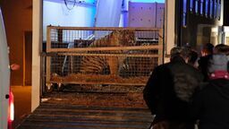 Tygrysy z Włoch utknęły w Koroszczynie. We wrześniu zapadnie wyrok w głośnej sprawie