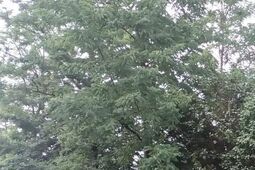 Pracowita niedziela strażaków. Drzewo spadło na jadący samochód