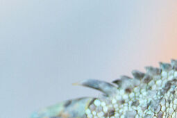 Dzień Otwarty z iguaną, pająkiem i agami. Schronisko w Lublinie zaprasza