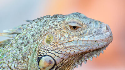 Iguana Ropniak - honorowy mieszkaniec i ambasador lubelskiego schroniska