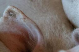 Nowe ognisko ASF w Lubelskiem. Już piąte