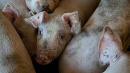 Nowe ognisko ASF w Lubelskiem. Już piąte