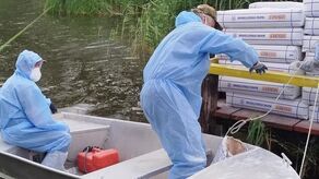 Wapnowanie zbiornika Stańków przez członków PZW