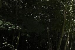 Na spacerze w lesie ziemia osunęła się na dwójkę dzieci