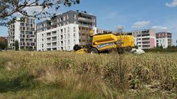 Ruszyły żniwa na Jantarowej w Lublinie. Być może już ostatnie