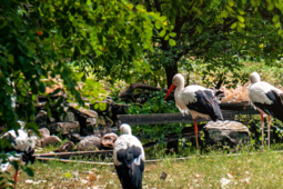 Bociany szykują się do odlotu, czyli jesień jest coraz bliżej