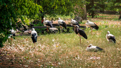 Bociany szykują się do odlotu, czyli jesień jest coraz bliżej