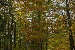 „Cisza w cenie” – czy goście hotelowi są gotowi płacić za brak bodźców?