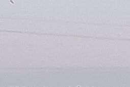 Żubry można spotkać nie tylko w puszczy. Pan Kajetan zobaczył olbrzymy w gminie Zalesie