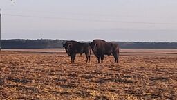 Żubry we wsi  Kijowiec - Kolonii 