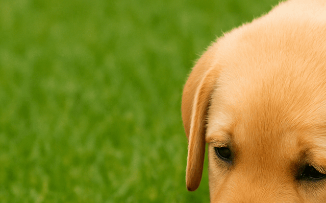 Najlepsza sucha karma dla psa: co wybrać dla szczeniaka, dorosłego i seniora?