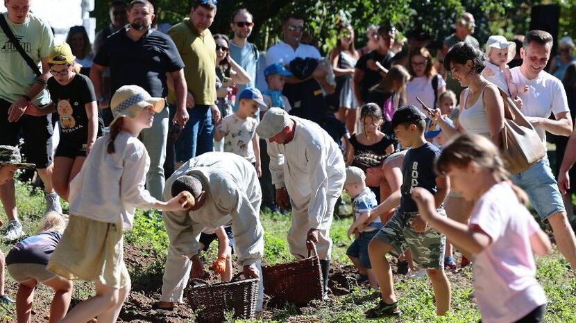 Wykopki kartoflane jak dawniej. Tradycja ożyła w Muzeum Wsi Lubelskiej