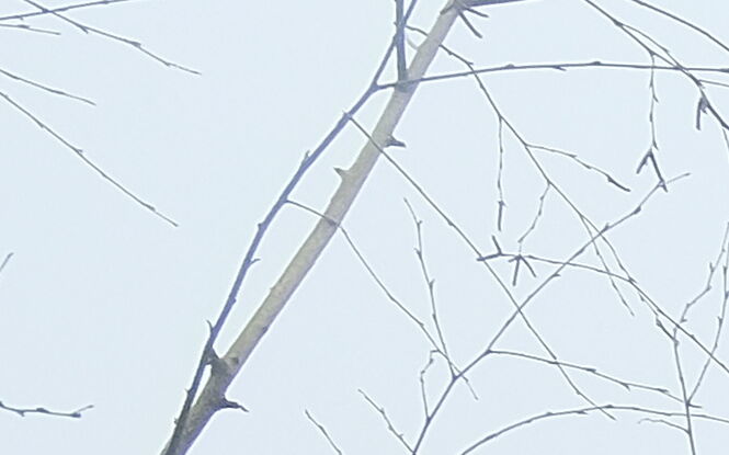 Zabytkowy park przejdzie gruntowną "remontadę"