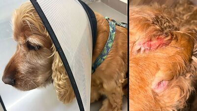 Cocker spaniel wabiący się Benek został dotkliwie pogryziony przez innego psa bez kagańca. Do ataku doszło w dzielnicy Felin