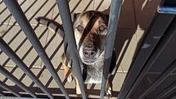 Z całego serca dziękujemy każdej osobie, która oddała głos za naszymi zwierzakami. To dzięki Wam możemy działać jeszcze skuteczniej i z jeszcze większą nadzieją patrzeć w przyszłość - napisali po ogłoszeniu wyników głosowania pracownicy schroniska dla zwierząt w Zamościu.