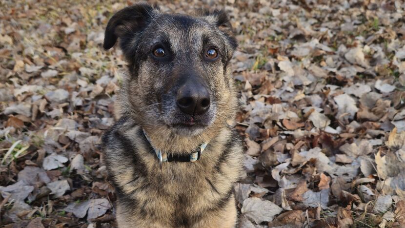 Kto mi zabił psa? Pan Arkadiusz chce poznać prawdę