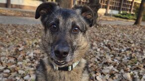 Pies pana Arkadiusza