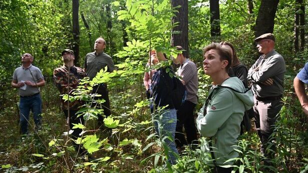 Las Rejkowizna – nie będzie „siekierezady”