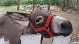 Osiołki czekają na dzieci