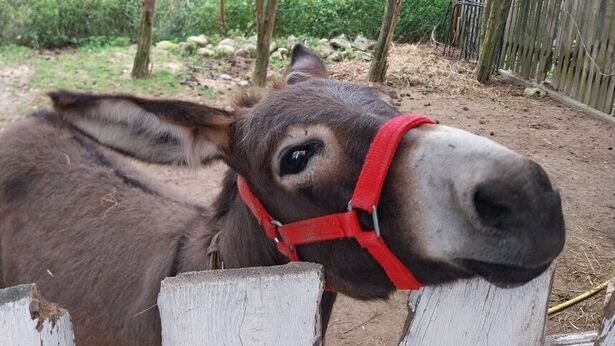 Słodka Ekipa zaprasza na piknik cukrzyka