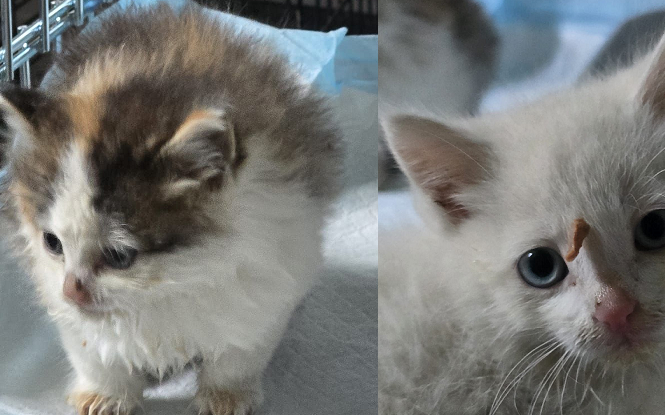 Kocięta porzucone pod bramą. Schronisko: To jest skrajna nieodpowiedzialność