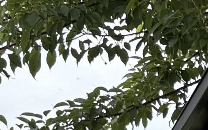 Lublin przed 1 listopada: mniej plastiku, więcej pamięci. Miasto apeluje o ekologiczne dekoracje grobów