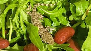 Gekon w rukoli. Klientka przyniosła jaszczurkę z Lidla