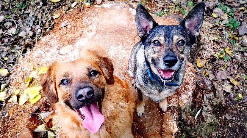 Małe, duże i pstrokate - dziś kundelki mają swoje święto!