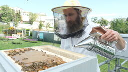 Pszczoły, miód i spotkania — Kraśnik zaprasza na wielkie święto pszczelarzy