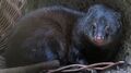 Nowa w Zamościu samica mangusty błotnej przeprowadziła się tutaj z ogrodu zoologicznego w Pilznie