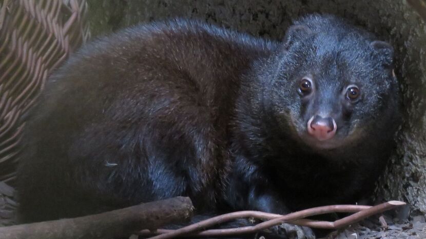 Nowa w Zamościu samica mangusty błotnej przeprowadziła się tutaj z ogrodu zoologicznego w Pilznie