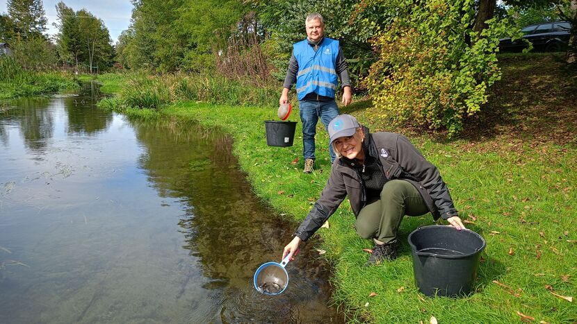 Bezrybie? Bez szans. Wędkarze wpuścili tysiące pstrągów do rzeki