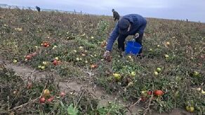 Pomidory dojrzewają na polu. Można przyjechać, zebrać dla siebie dowolną ilość i zapłacić rolnikom "co łaska"