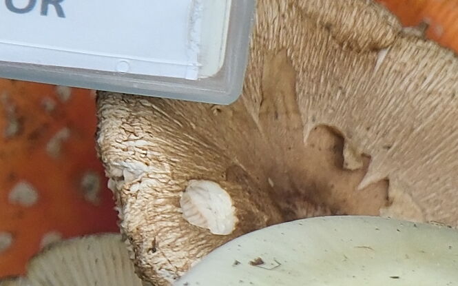 Grzybobranie z głową. Lubelski sanepid radzi, jak nie pomylić borowika z muchomorem