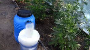 Uprawa w powiecie włodawskim konopi została zlikwidowana