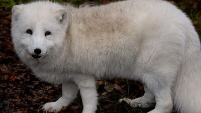 Sejm zajmie się zakazem hodowli zwierząt na futra. Dwa projekty i gorąca dyskusja przed komisją