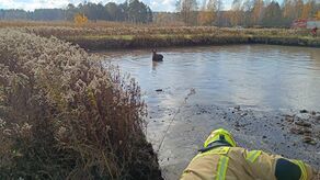 Łoś nie był w stanie samodzielnie wydostać się z wody