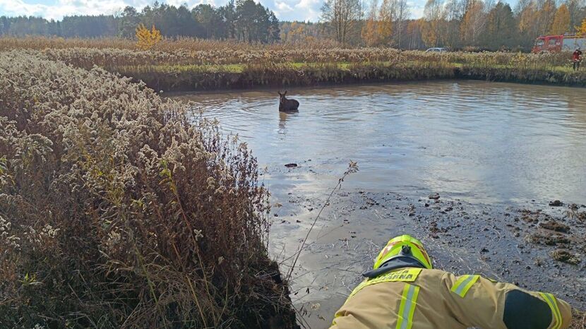 Łoś nie był w stanie samodzielnie wydostać się z wody
