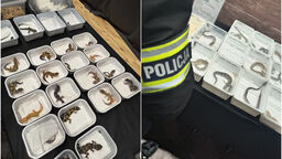 Sprzedawali chronione gatunki bez odpowiednich zezwoleń