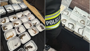 Sprzedawali chronione gatunki bez odpowiednich zezwoleń