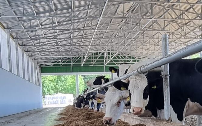 Stadnina koni szuka fachowca od hodowli krów