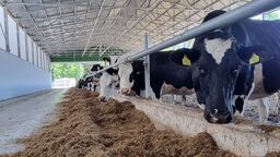 Stadnina koni szuka fachowca od hodowli krów