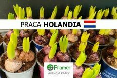 Sortowanie cebulek kwiatowych - praca sezonowa w Holandii